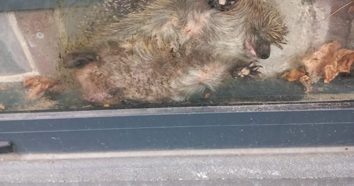 Egel kruipt tussen ruit en muur van hotel: ‘Het was echt twee voor twaalf’
