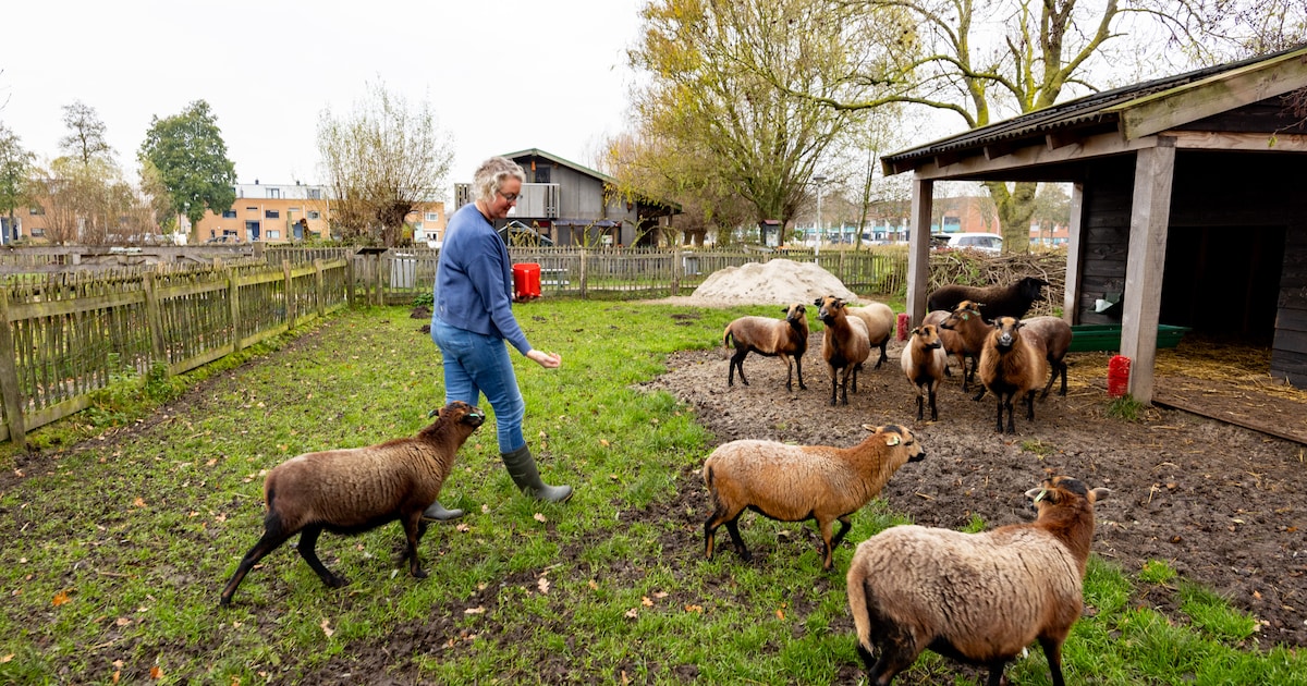 Dierenweide Stadshagen roept hulp in van de wijk: ‘We moeten alle zeilen bijzetten’