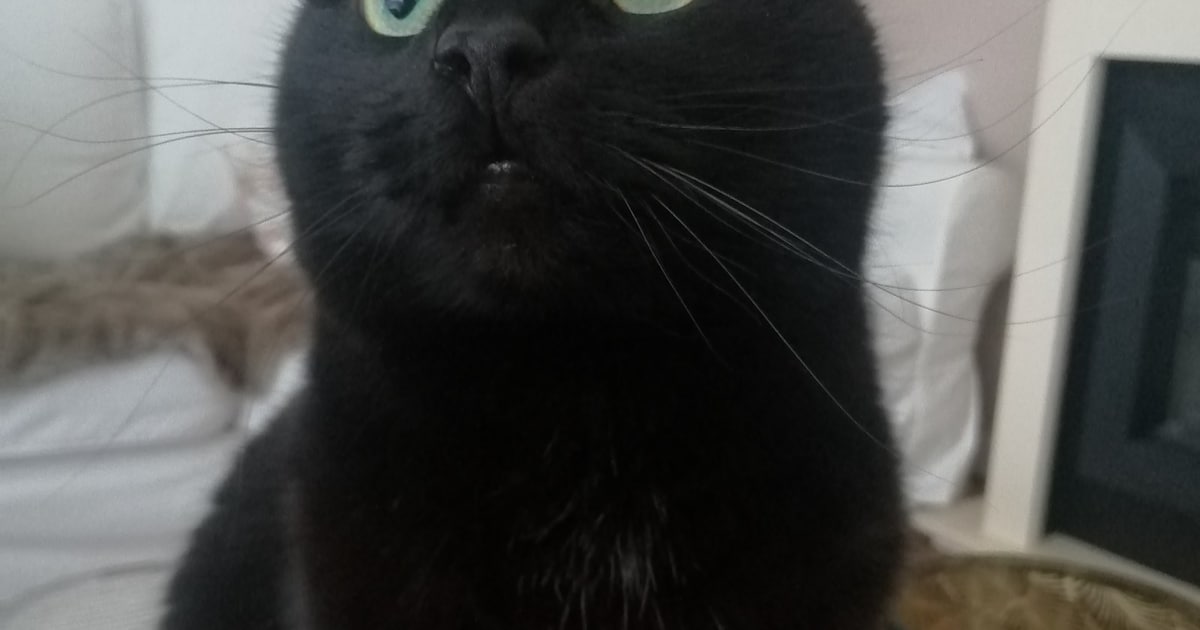 Heb jij Baloe of Jaky gezien? Deze twee huisdieren worden in Dalfsen vermist