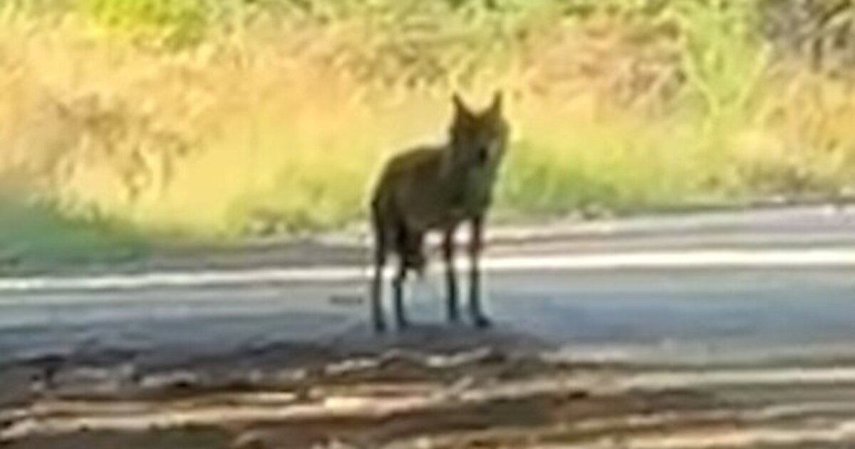 Rapper Sticks staat oog in oog met een wolf: ‘Een majestueus, prachtig ...