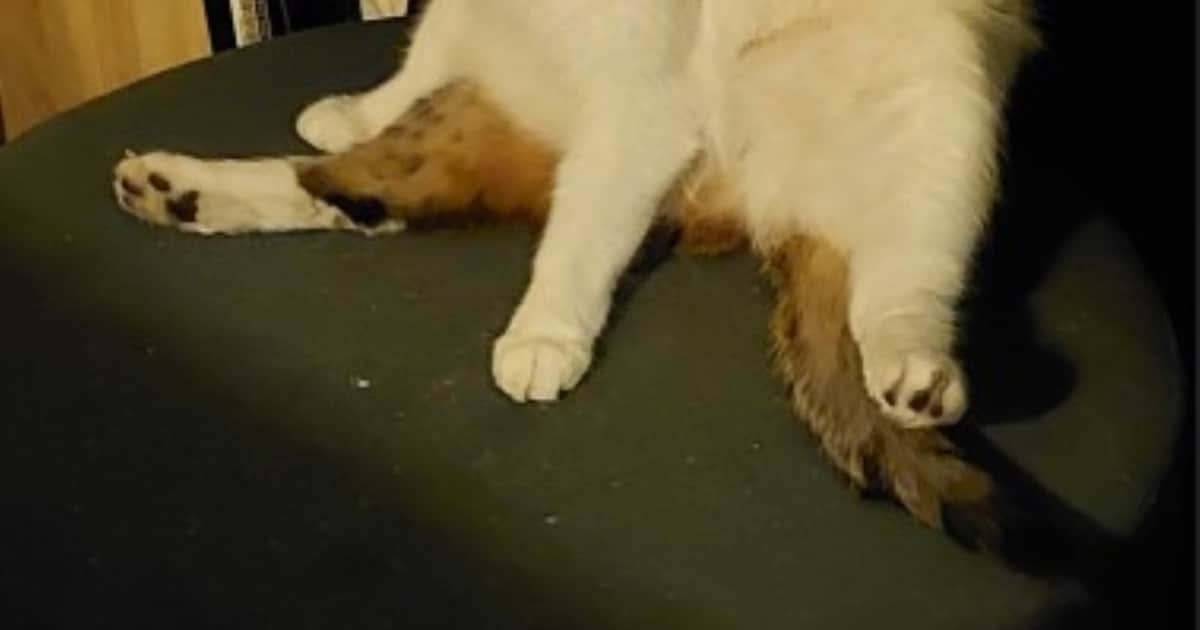 Heb jij Spooky gezien? Deze twee huisdieren worden in Dalfsen vermist