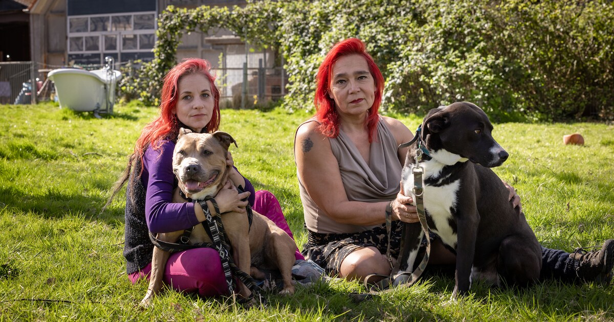 Opvang van vechthonden in Tollebeek krabbelt weer beetje op: ‘We halen pas opgelucht adem als alles 