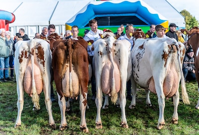 Epe door het stof voor organisatoren na dreigement om te stoppen met evenementen