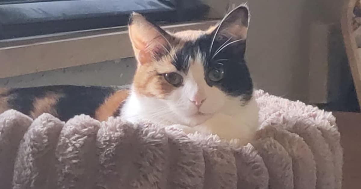 Heb jij Star gezien? Dit huisdier wordt in Heerde vermist