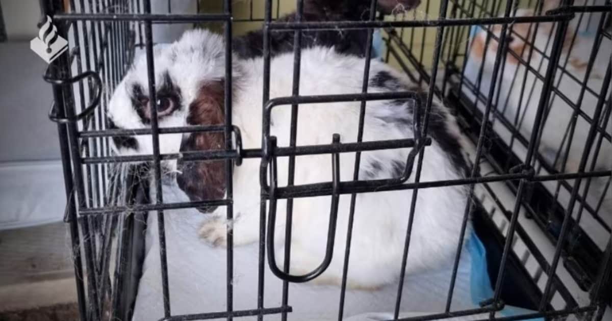 Stelling | Dierenwinkels mogen geen levende dieren meer verkopen