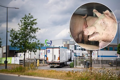 Slachthuizen vrezen uitzendverbod: ‘Uiteindelijk wordt vlees
