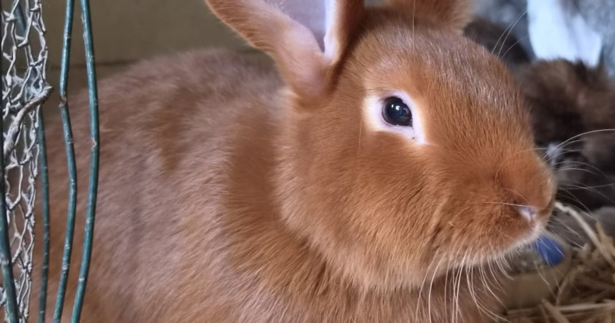 Heb jij Douwe gezien? Dit huisdier wordt in Lochem vermist