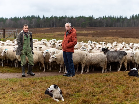 Hond Daisy ligt voor schaapherder Lammert Niessing (links) en penningmeester Dick van Norel (rechts)