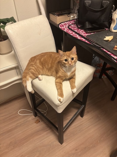 Heb jij Nola, Diesel of Mickey gezien? Deze vijf huisdieren worden in Epe vermist