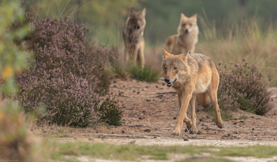 Wolf Bram is dood, maar zijn we daarmee ook van het gevaar af? ‘Tuurlijk zijn problemen nu niet klaa