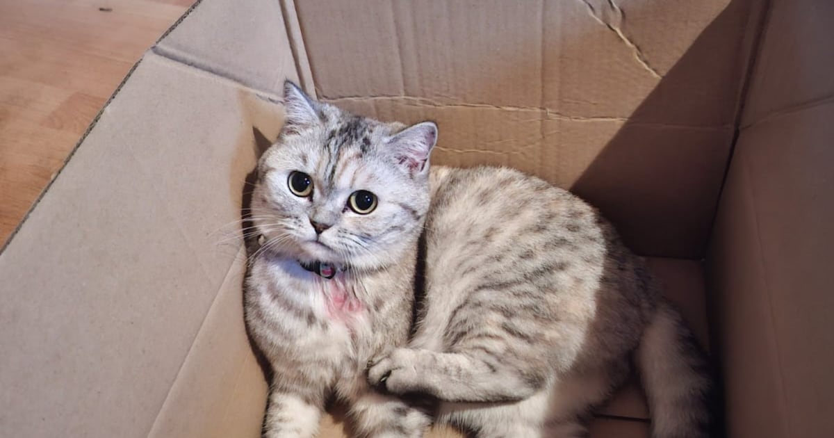 Heb jij De boer, Bella of Lillith gezien? Deze vier huisdieren worden in Lelystad vermist