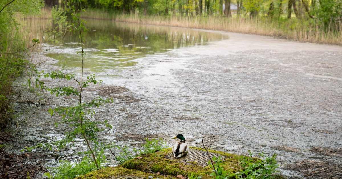 In ‘stinkvijver’ zag je de maandverbanden drijven, nu is er een oplossing