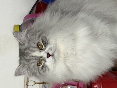 Heb jij Pim, Diamond of Simba gezien? Deze drie huisdieren worden in Epe vermist