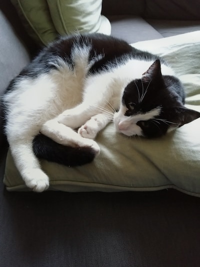 Heb jij Vincent gezien? Dit huisdier wordt in Rijssen-Holten vermist