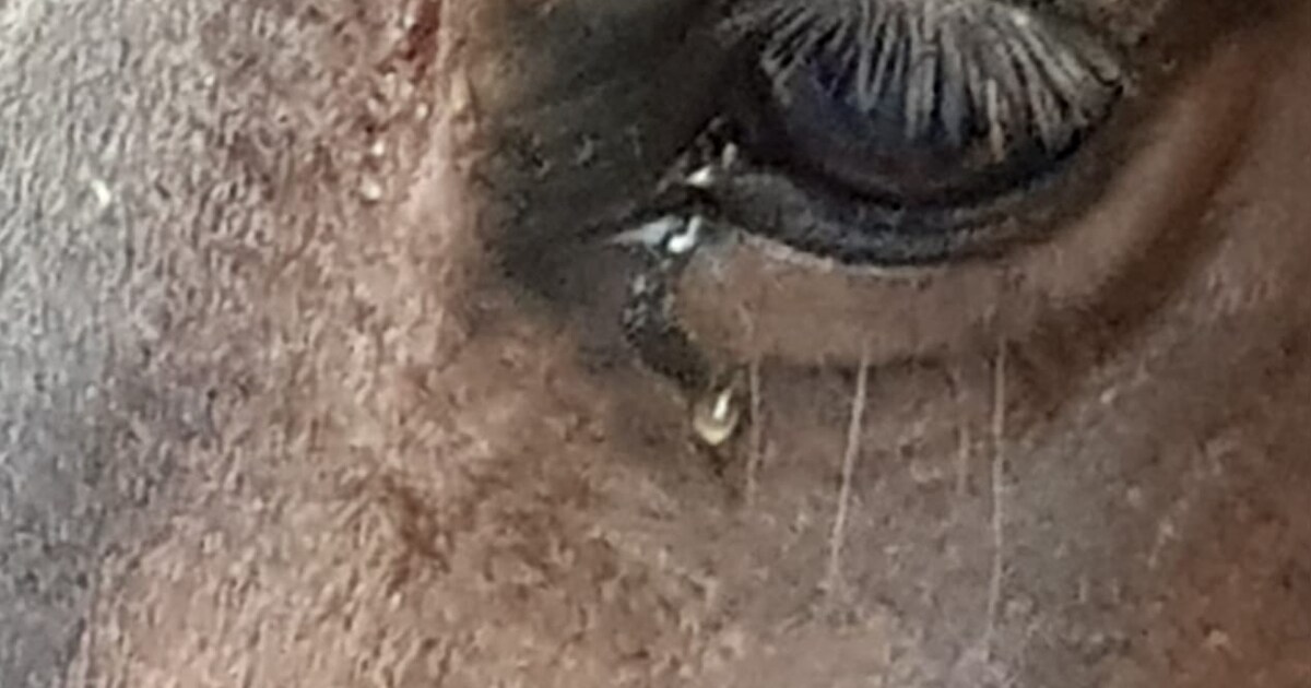 Hartverscheurende foto: paard 'huilt' na verliezen veulen bij geboorte