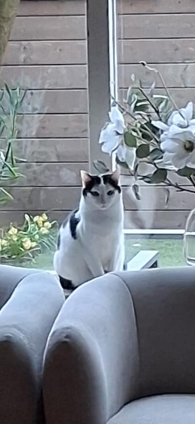 Heb jij Charlie, Coco of Speedy gezien? Deze vier huisdieren worden in Putten vermist