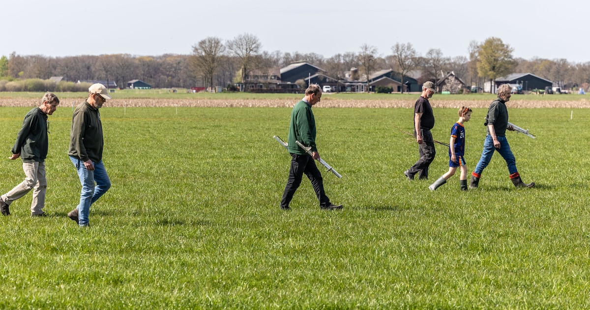 Vrijwilligers redden weidevogels in Salland, 16 nesten beschermd in 1 uur: ‘Pas op voor kraai, die i