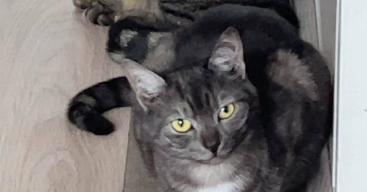 Heb jij Nala gezien? Dit huisdier wordt in Olst-Wijhe vermist