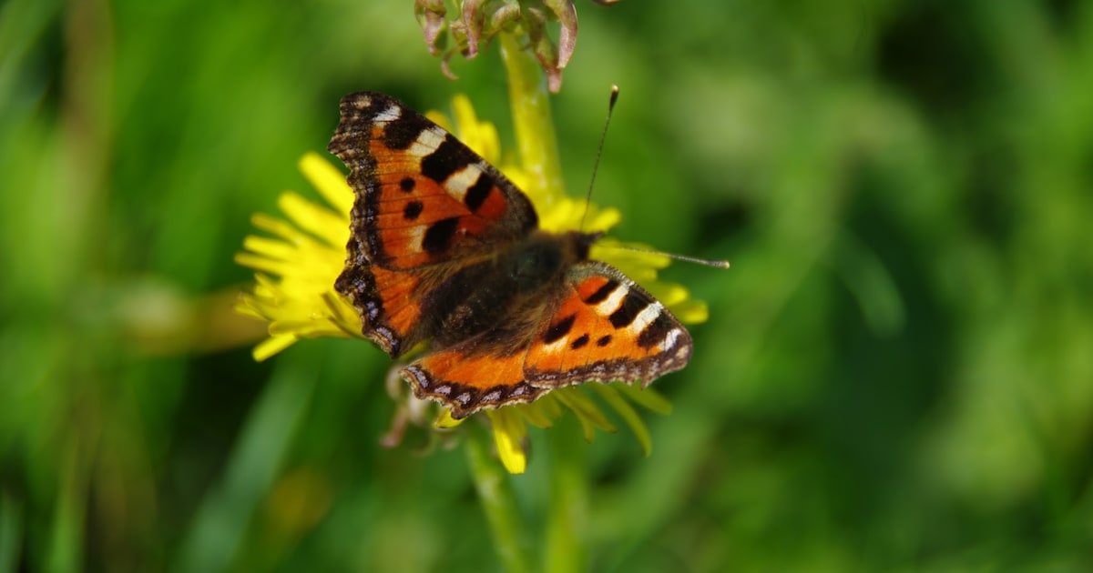 Kuinderbos viert jubileum met 10e Vlinderteldag