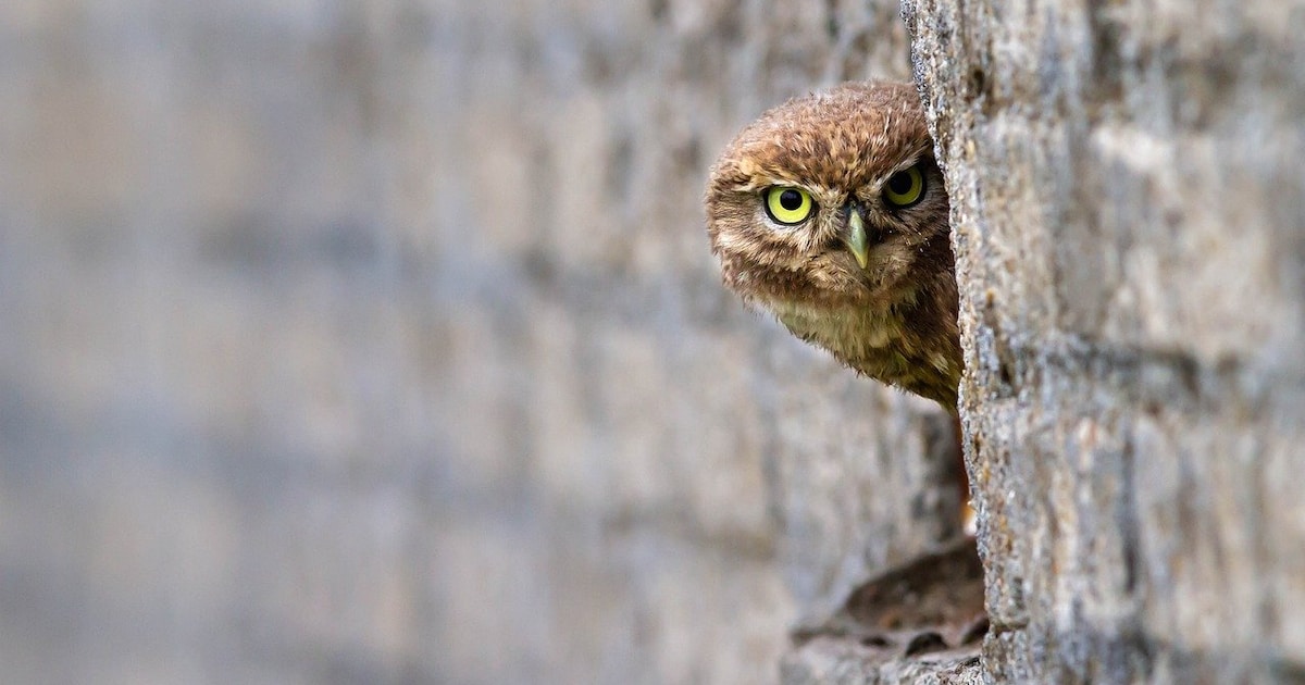 Vogelwerkgroep gaat dit voorjaar steenuilen tellen in Epe en Heerde