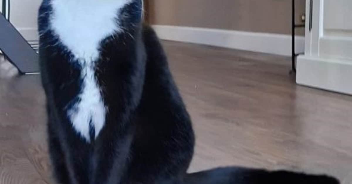 Heb jij Katto gezien? Dit huisdier wordt in Olst-Wijhe vermist