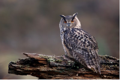 Tientallen roofvogels, verwaarloosd in stinkende hokjes met rottend vlees, instanties weten niet wat