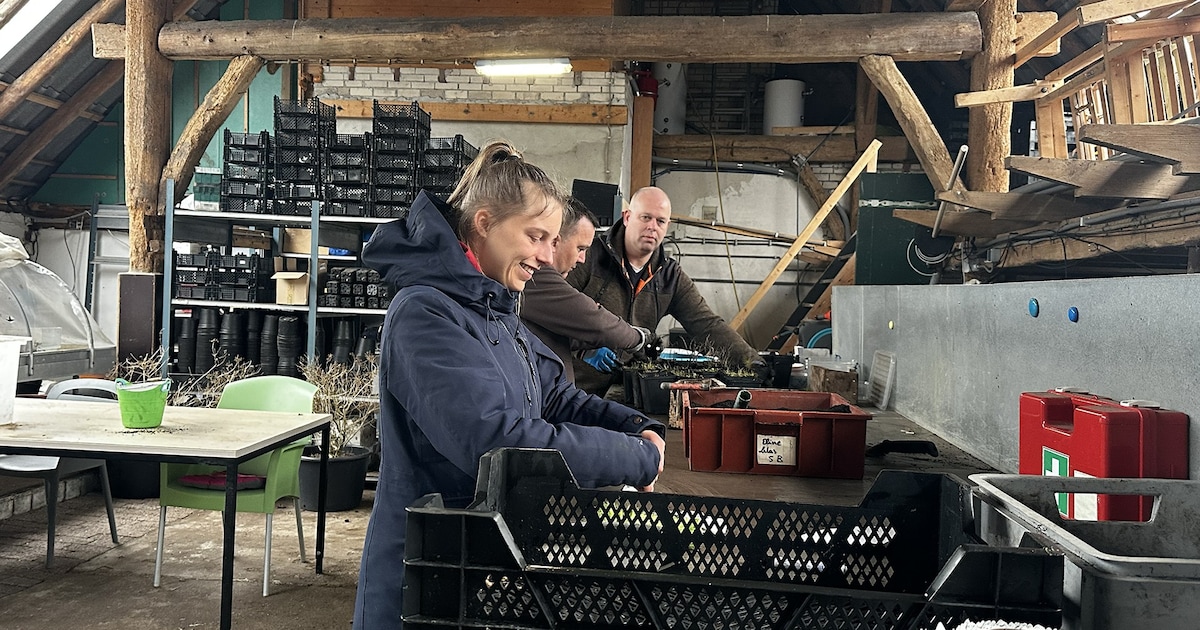 Van tunnelkas tot muntplanten: vrijwilligers Maan Group aan de slag op De Stamhoeve Raalte
