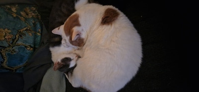 Heb jij Mila, Zaza of Yuki gezien? Deze vijf huisdieren worden in Bronckhorst vermist