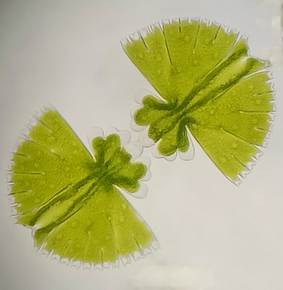 Foto’s van sieralgen bij De Koppel