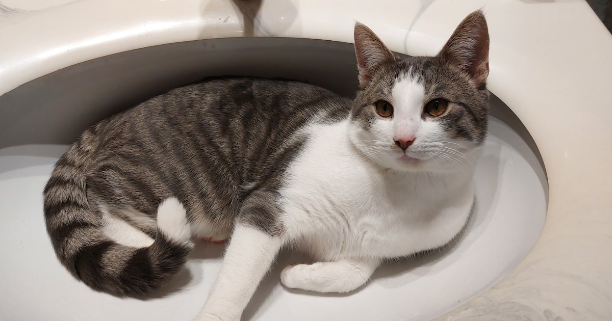 Heb jij Guus of Fien gezien? Deze twee huisdieren worden in Olst-Wijhe vermist