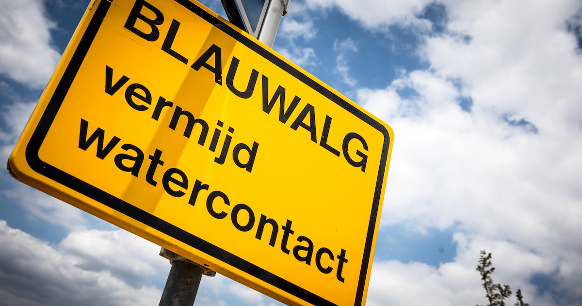Blauwalgen bij Hanzeland in Maasbommel