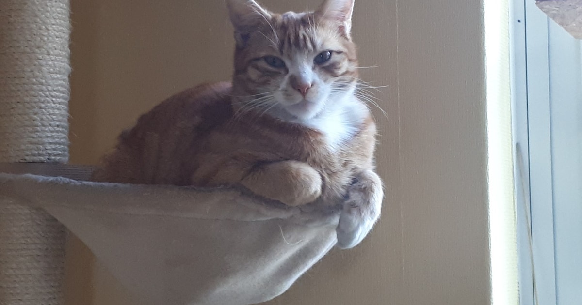 Heb jij Jay of Simba gezien? Deze twee huisdieren worden in Nunspeet vermist