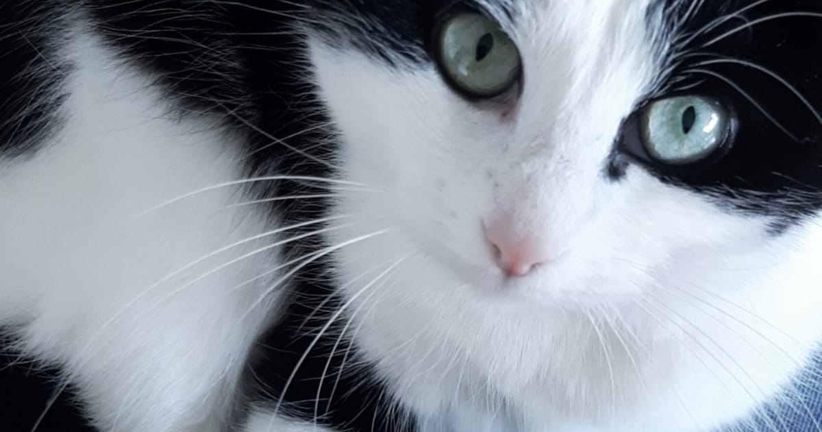 Heb jij Minka gezien? Dit huisdier wordt in Hattem vermist