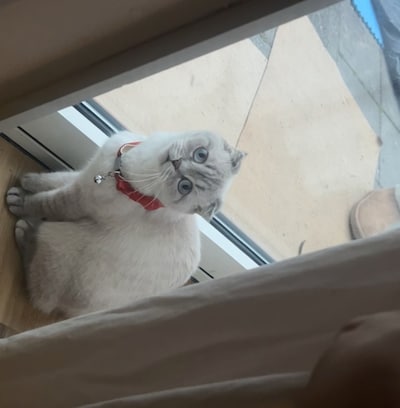 Heb jij Abdul, Cosmo of Jiji gezien? Deze vijf huisdieren worden in Zwolle vermist