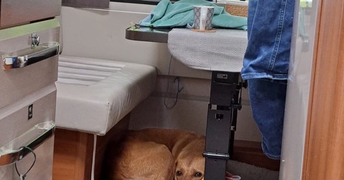 Heb jij Noor gezien? Dit huisdier wordt in Ommen vermist