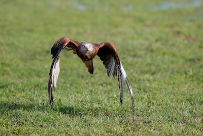 Jonge Vogelaars gaan op zoek naar vogels rond Hackfort