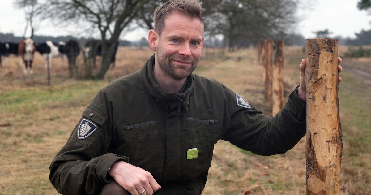 Waarom zeven runderen in dit kwetsbare natuurgebied mogen grazen: ‘Met machines nauwelijks na te boo