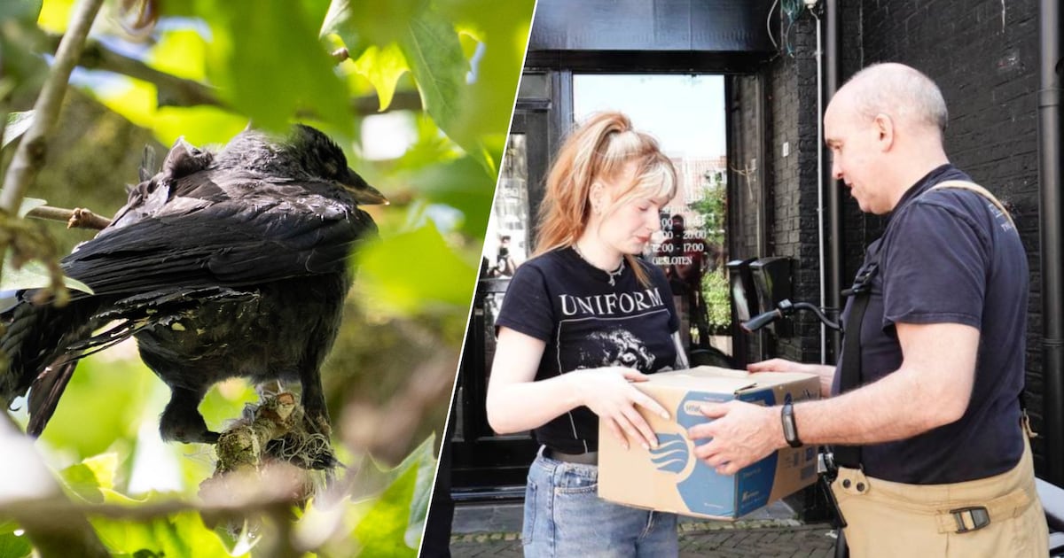 Viènna (29) voorkomt tragische dood van vastzittende vogel: ‘Hoop dat-ie nog lang aan ons denkt’