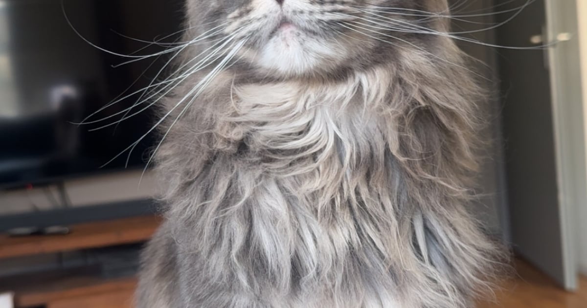 Heb jij Kenzo gezien? Dit huisdier wordt in Ermelo vermist