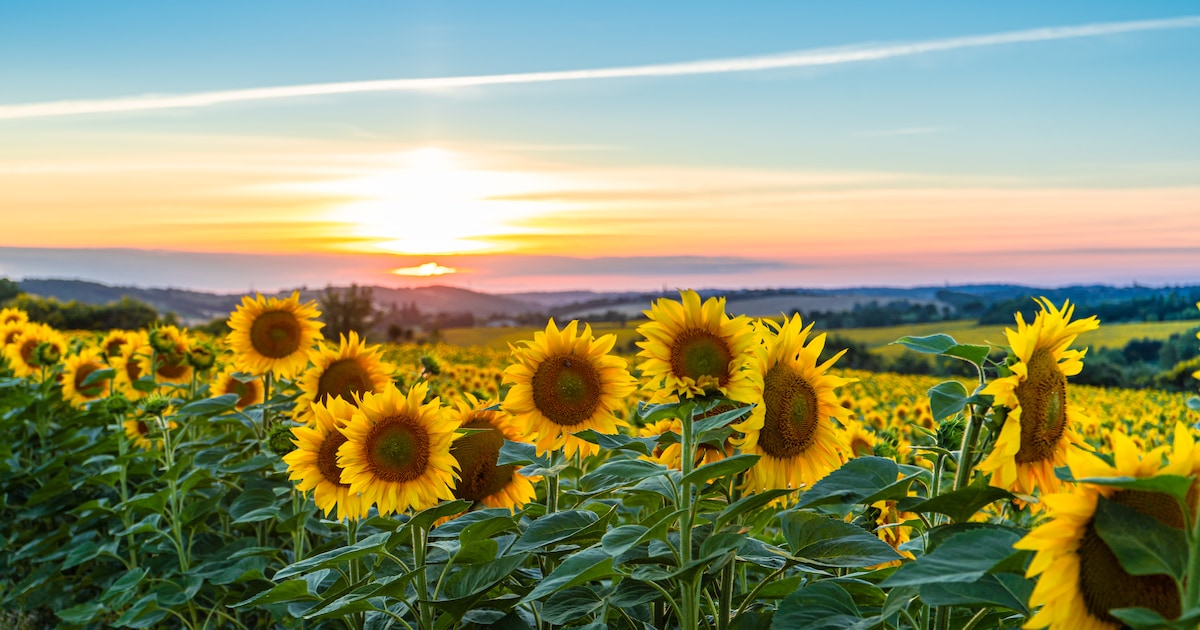 De Zonnebloem Mariënheem viert het 50-jarig jubileum