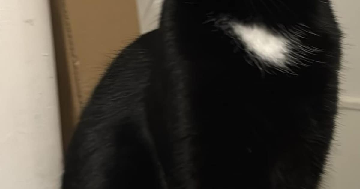 Heb jij Freddy, Coco of Lentäa gezien? Deze vier huisdieren worden in Zutphen vermist