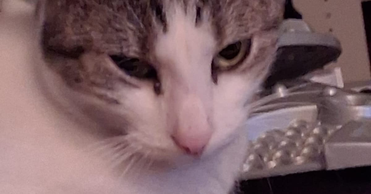 Heb jij Friemel gezien? Dit huisdier wordt in Ommen vermist