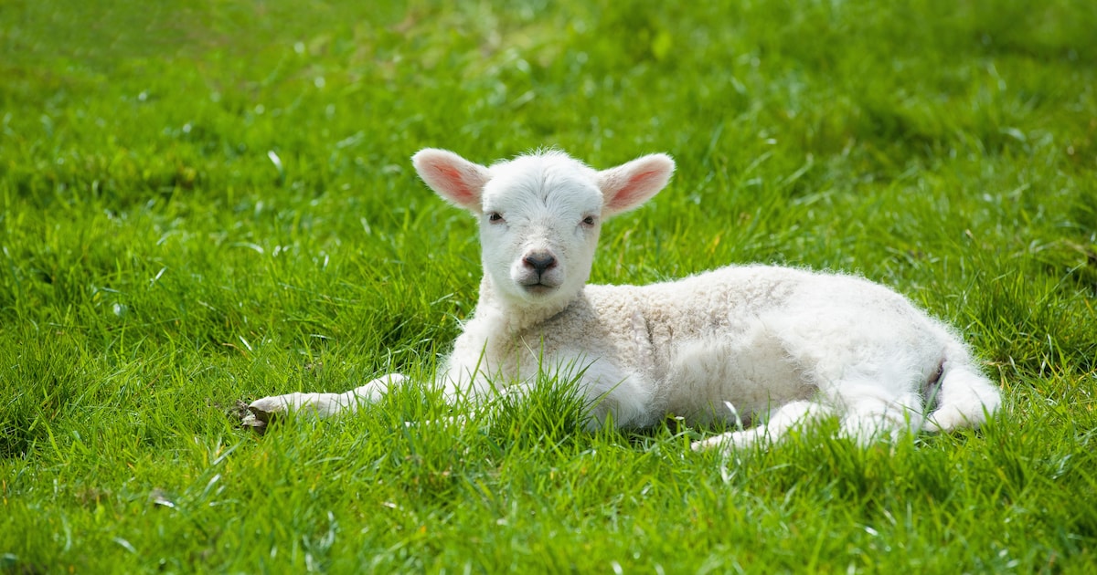Schaapskudde Elspeterheide nodigt iedereen uit om kennis te komen maken met nieuwe lammetjes