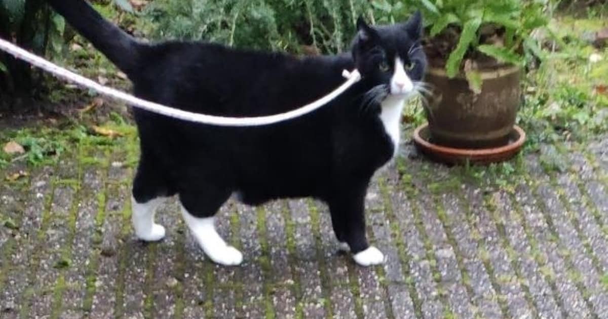 Heb jij Abel gezien? Dit huisdier wordt in Voorst vermist