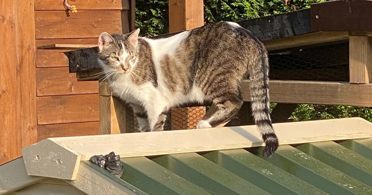 Heb jij Floki, Blér of Teus gezien? Deze vier huisdieren worden in Dronten vermist