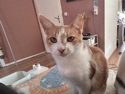 Heb jij Soeki of Osi gezien? Deze twee huisdieren worden in Bronckhorst vermist