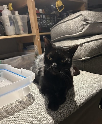 Heb jij Max of Jade gezien? Deze twee huisdieren worden in Putten vermist