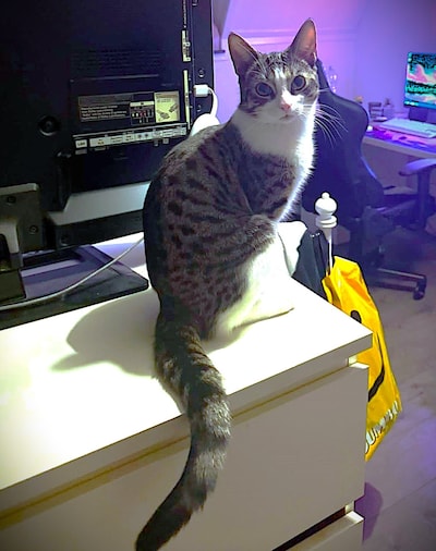 Heb jij Tommy of Leo gezien? Deze twee huisdieren worden in Nijkerk vermist