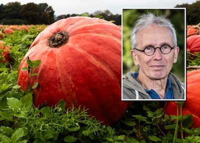 Duizenden pompoenen van boer Jan zijn ‘te groot’ voor supermarkt (dus nu kun jij ze komen rapen)
