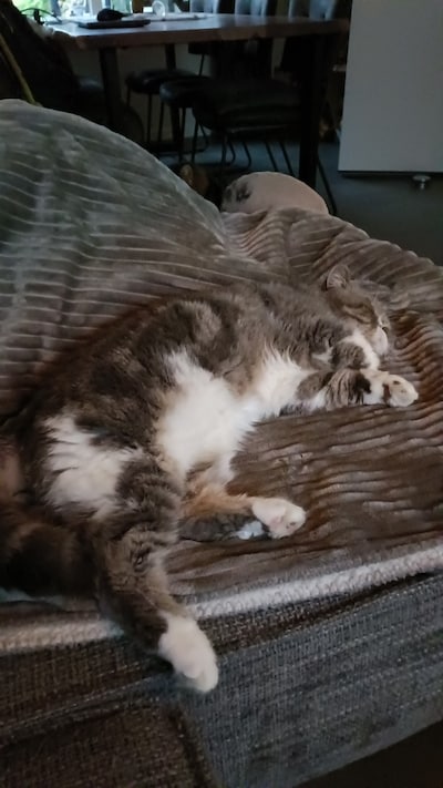 Heb jij Teun gezien? Dit huisdier wordt in Voorst vermist